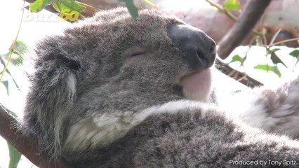 Scientists Crack The Genetic Code of Koala Bears And It Could Help With Their Survival