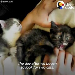 Belki arka ayaklarını kullanamıyor, ama bu kedi tam bir çılgın