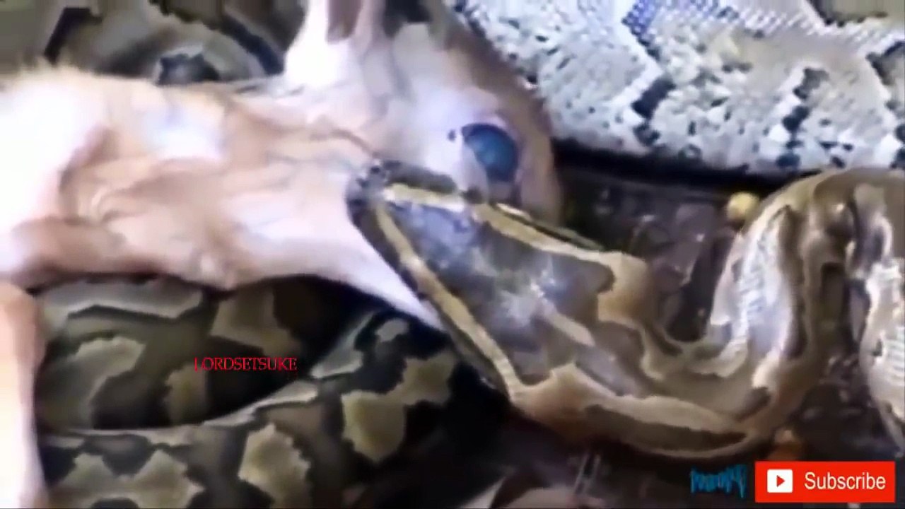 Amazing Wildlife Battle Scenes 2018! Best Animal Fight Ever