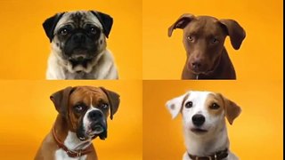 Denta Sticks für Hunde Zähne Pedigree Werbung TV Werbespot Online
