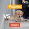 Puppies vs Stairs Pups Figure Out The Stairs The Dodo