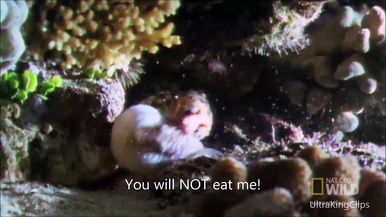 Nature Is Metal - crazy animal compilation - part 1