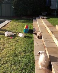 Cats playing outside my home and they look crazy