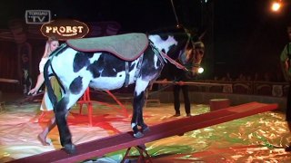 Gastspiel Circus Probst in Torgau - Teil 1 von 2