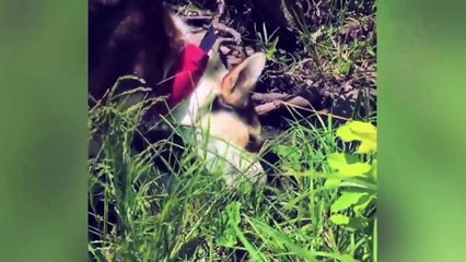 10 COMPORTEMENTS DE VOTRE ANIMAL DE COMPAGNIE QUE VOUS NE COMPRENIEZ PAS | Lama Faché