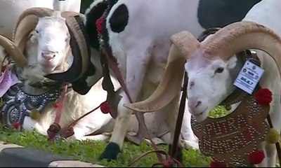 Daya Tarik Domba Garut