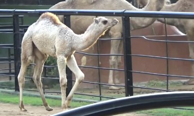 Bayi Unta Punuk Satu Berbulu Putih Koleksi Baru KBS