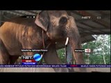 Rumah Sakit Khusus Gajah Pertama di Dunia 