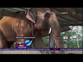 Rumah Sakit Khusus Gajah Pertama di Dunia "Friends Of Asian Elephant Hospital"- NET10