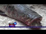 Video Viral Arapaima di Sungai Brantas -NET10