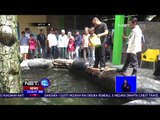 Penghobi Ikan Arapaima  -NET12