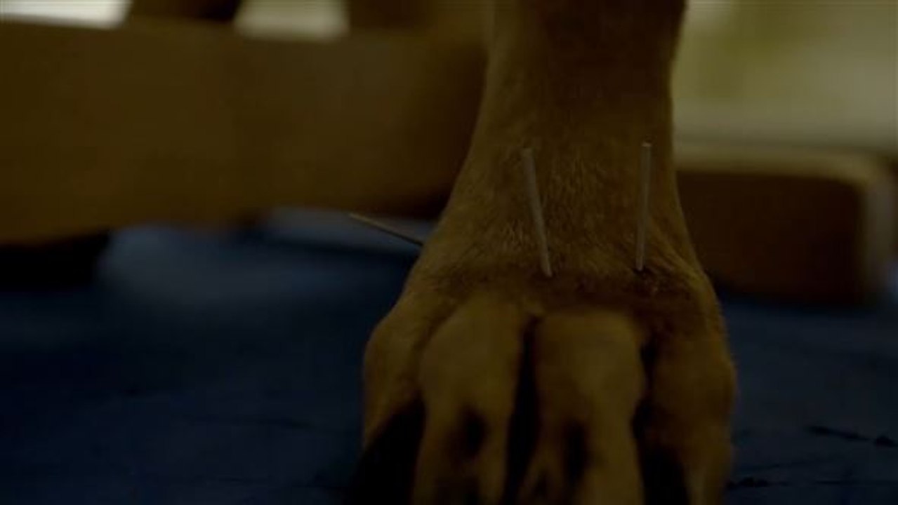 Wie der herr, so’s gescherr: tier-akupunktur in china