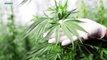 The FDA and The Big3 Say "Yes" to Cannabis. This is the Week in Weed!