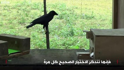 أذكى طائر في العالم