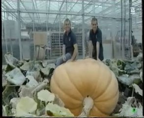 Calabazas gigantes (900 kg): El tamaño importa