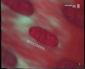 Espinacas y rendimiento fisico: Nitratos dieteticos