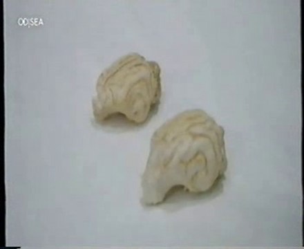 Inteligencia: Cerebro canino vs. felino (¿quien es mas listo?)