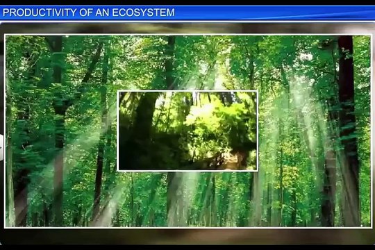 (3)CBSE Class 12 Biology, Ecosystem – 3, Productivity of an Ecosystem