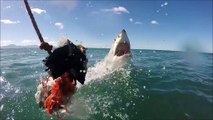 Great white shark leaps out of water