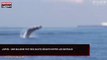 Japon : Une baleine fait des sauts géants entre les bateaux, les images impressionnantes (Vidéo)