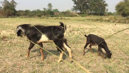 Cute Baby Goats - A Cute And Funny Baby Goats In Farm (2)