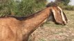 Cute Baby Goats - A Cute And Funny Baby Goats In Farm (3)