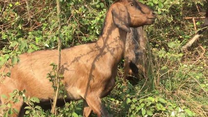 Cute Baby Goats - A Cute And Funny Baby Goats In Farm