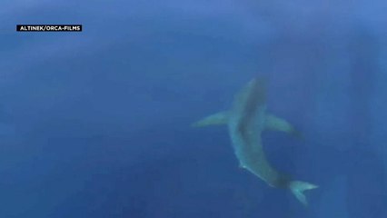 Un tiburón blanco en las islas Baleares