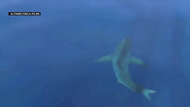 Un tiburón blanco en las islas Baleares