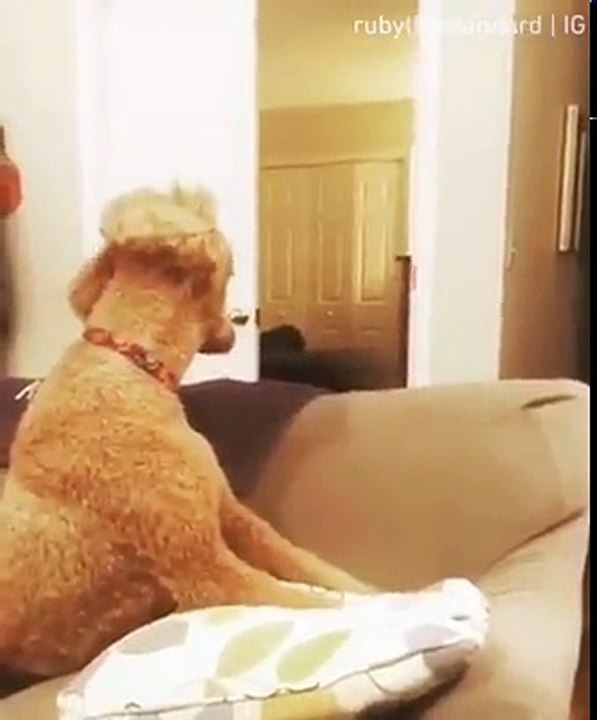 La réaction de ces chiens face à un tour de magie est hilarante 