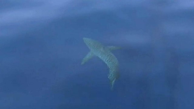 Большая белая акула у испанских берегов