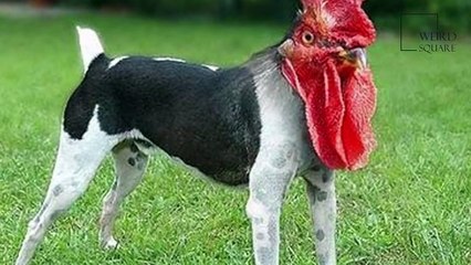 Weird and strange Animals in the world
