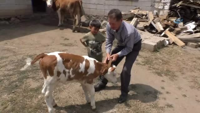 Ay Yıldız Desenli Buzağı Görenleri Şaşırtıyor
