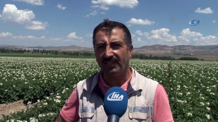 'Bu yıl patates bol olacak'