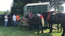 Concours de Percherons