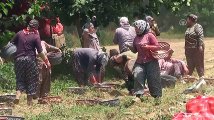 Patateste üretici fiyatı düşüşe geçti - İZMİR