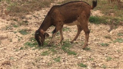 Amazing Goat in my Country - Funny goat in Cambodia (2)