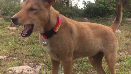 Amazing Goat in my Country - Funny goat in Cambodia