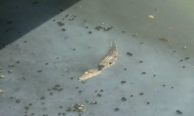 Buaya Muara Ditemukan di Tanjung Priok Hingga Grogol