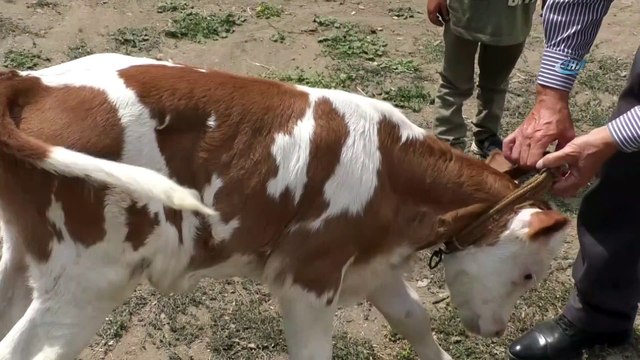 Ay Yıldız Desenli Buzağı Görenleri Şaşırtıyor