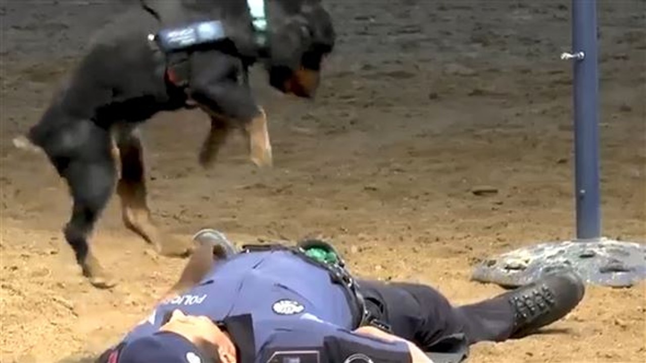 Der beste freund: polizeihund übt reanimation