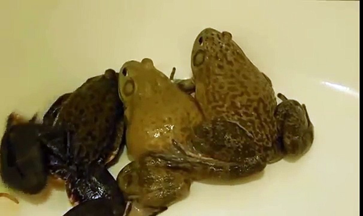 Care For Pet Bullfrogs and Their Food Mealworms in Bath Tub.  Swamp Life, Catch American bullfrogs