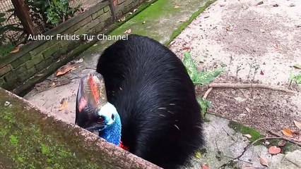 Pet Cassowary Bird Feeding Time