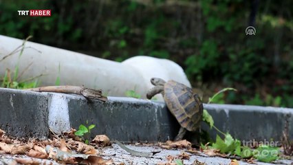 İnatçı kaplumbağanın zaferi kameraya yansıdı