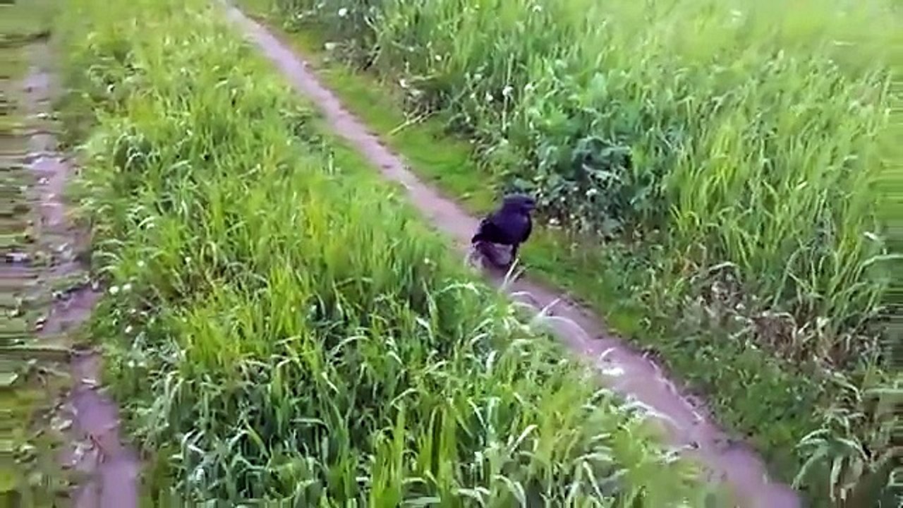 Raven jumps like a rabbit