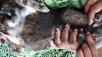 The bumble-footed rabbit is very clever 1/3