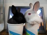 ミニうさぎ　コップにはいっちゃう子うさぎ Rabbit in the cup