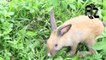 Funny Baby Bunny Rabbit Videos Compilation|Cute Baby Rabbits Animal Videos 2017| Adorable Bunny!