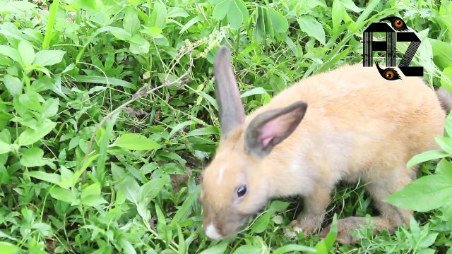 Funny Baby Bunny Rabbit Videos Compilation|Cute Baby Rabbits Animal Videos 2017| Adorable Bunny!