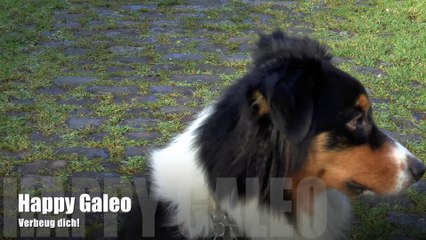 Verbeug dich! Feiner Hundetrick für feine Hunde